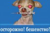 Заболевание бешеной лисицы