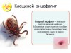 Клещевой энцефалит