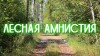 «Лесная амнистия»